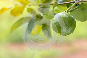 Close up of lime green early in the morning.