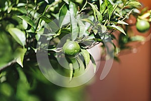 Close up of a lime tree growing on an organic farm