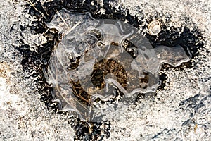 Close up of a limestone rock with an irregular shape with a depression and water in the center