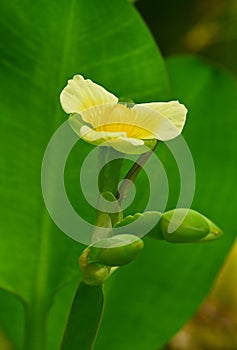 Close-up of limnocharis flava photo