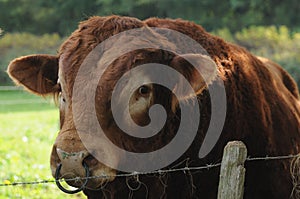 Close-Up Of Limousin bull photo