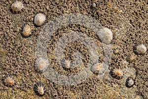 Close up limpets attached to a barnacle covered rock on the beach photo