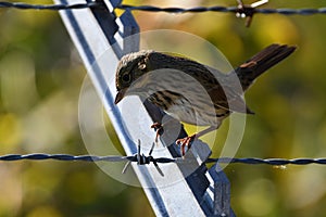 Close up of a Lincoln Sparrow bird on a fence