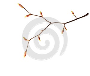 Close-up of  Linden branch with young buds isolated on white background
