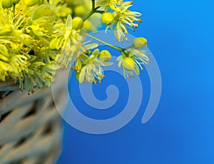 Close up linden flower in woven basket on a blue background