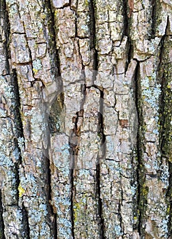 Close-up of linden tree bark