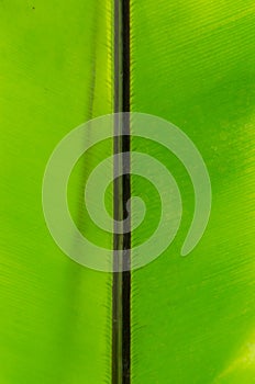 Close-up of line and texture of green leaf - background