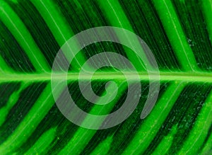 Close-up of line and texture of green leaf - background