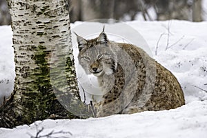 Close up of linx in winter