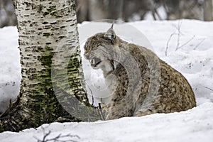 Close up of linx in winter