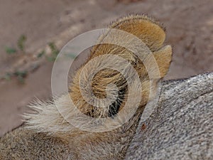 Close up lion body parts