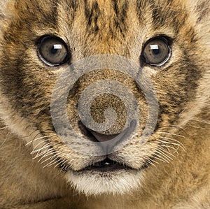 Close-up of a Lion cub, 4 weeks old