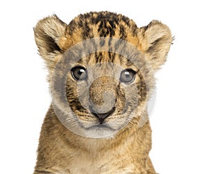 Close-up of a Lion cub, 4 weeks old, isolated