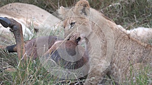 close up of a lion cub feeding at masai mara- 4K 60p