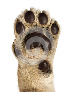 Close-up of Lion cub`s pad, 4 weeks old, isolated