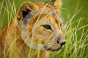 Close-up of lion cub sitting on grass