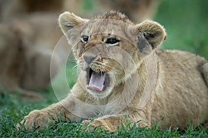 Close-up of lion cub yawning on grass