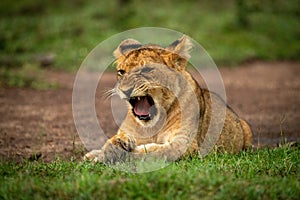 Close-up of lion cub yawning in grass