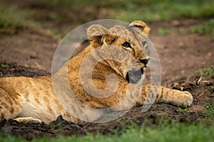 Close-up of lion cub yawning in mud
