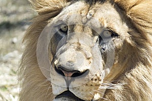 Close-Up Lion Face