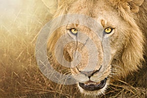 Close up of lion face looking at camera