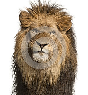 Close-up of a Lion facing, Panthera Leo, 10 years old, isolated