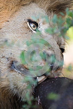 Close up of a lion gnawing on a buffalo`s hide photo