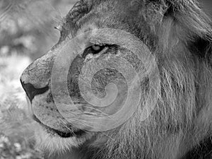 Close up of lion head with mane. Photographed in monochrome at Port Lympne Safari Park near Ashford Kent UK.