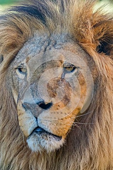 Close-up of Lion Head, Portrait of an Adult Lion