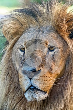 Close-up of Lion Head, Portrait of an Adult Lion