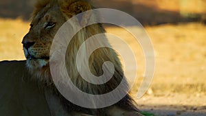 Close-up of Lion Head, Portrait of an Adult Lion. Brown, king.