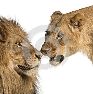 Close-up of Lion and lioness, Panthera leo, isolated