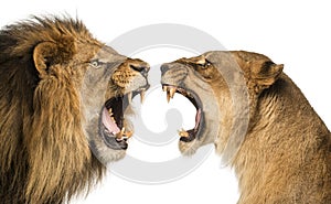 Close-up of a Lion and Lioness roaring