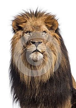 Close-up of a Lion looking up, Panthera Leo, 10 years old photo