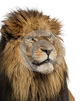 Close-up of a Lion, Panthera Leo, 10 years old