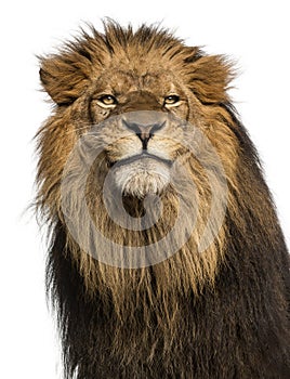 Close-up of a Lion, Panthera Leo, 10 years old, isolated on whit