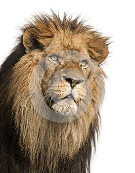 Close-up of a Lion, Panthera Leo, 10 years old, isolated on whit