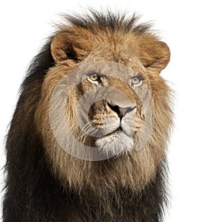 Close-up of lion, Panthera leo, 8 years old