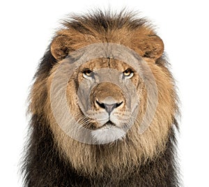 Close-up of lion, Panthera leo, 8 years old