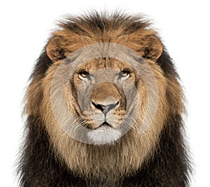 Close-up of lion, Panthera leo, 8 years old