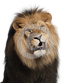 Close-up of lion, Panthera leo, 8 years old