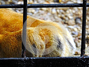 Macro view of Lion paw and claws