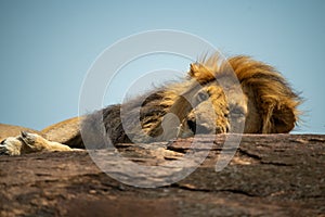 Close-up of lion peeping over rocky ridge