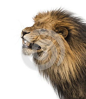 Close-up of a Lion roaring, Panthera Leo, 10 years old, isolated