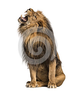 Close-up of a Lion roaring, Panthera Leo, 10 years old, isolated