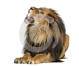 Close-up of a Lion roaring, Panthera Leo, 10 years old, isolated