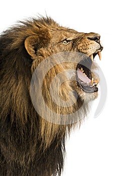 Close-up of a Lion roaring, Panthera Leo, 10 years old, isolated