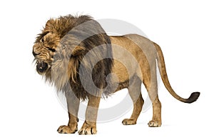 Close-up of a Lion roaring, Panthera Leo, 10 years old, isolated