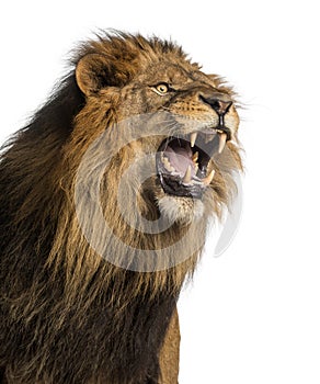 Close-up of a Lion roaring, Panthera Leo, 10 years old, isolated photo