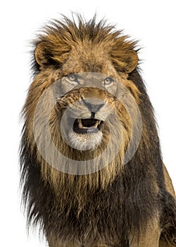 Close-up of a Lion roaring, Panthera Leo, 10 years old, isolated photo